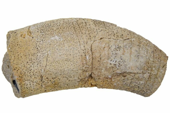 Ordovician Oncoceratid (Beloitoceras) Fossil - Wisconsin #216388